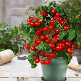 Семена томатов Балкони Ред F1 Satimex Садыба 10 шт - купить | Good Harvest