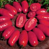 Семена томатов Балерина Gl Seeds 0,1 г - купить | Good Harvest