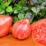 Семена томатов Иерусалим Солнечный Март 25 шт - купить | Good Harvest