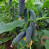 Семена огурцов Лютояр F1 Yuksel Tohum 10 шт - купить | Good Harvest