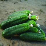 Семена огурцов Циркон F1 Nunhems Zaden Агропак 10 шт - купить | Good Harvest