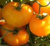 Семена томатов Клондайк Gl Seeds 0,1 г - купить | Good Harvest