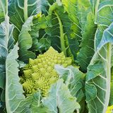 Семена капусты Романеску Вердоне F1 Enza Zaden 20 шт - купить | Good Harvest