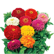 Насіння квітів і трав Насіння циній — купити в інтернет магазині Good Harvest