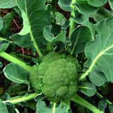 Семена капусты брокколи Витаминная Яскрава 0,5 г - купить | Good Harvest