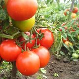 Семена томатов Подснежник Солнечный Март 100 шт - купить | Good Harvest