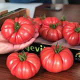 Семена томатов Пинк Кой F1 Yuksel Tohum Леда 5 шт - купить | Good Harvest