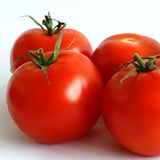 Семена томатов Бушмен безрассадный Агромакси 0,4 г - купить | Good Harvest