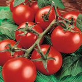 Семена томатов Манимейкер 0,1 г - купить | Good Harvest