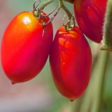 Семена томатов Новичок 0,1 г - купить | Good Harvest