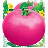 Семена томатов Фатима Солнечный Март 100 шт - купить | Good Harvest