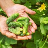 Семена огурцов Пальчик Яскрава 1 г - купить | Good Harvest