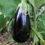 Семена баклажанов Черный опал Gl Seeds 0,3 г - купить | Good Harvest