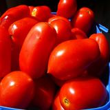 Семена томатов Гибрид Тарасенко-7 0,1 г - купить | Good Harvest