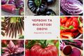 Красные и фиолетовые овощи — ваша бодрость и сила узнать больше