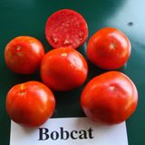 Насіння томатів Бобкат F1 Syngenta 10 шт - купить | Good Harvest