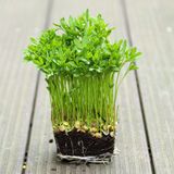Насіння мікрозелені сочевиці 10 г - купити | Good Harvest