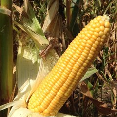 Семена кукурузы Веге F1 Мнагор Aгропак 50 г 11.2413 фото