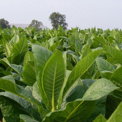 Семена табака Гавана Агромакси 0,1 г 19.0007 фото