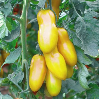 Насіння томатів Банан золотий 0,1 г 11.2052 фото