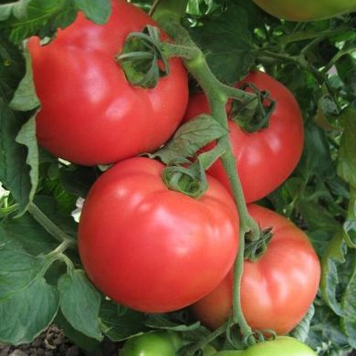 Насіння томатів ВП-1 F1 Алезі Vilmorin Садиба Центр 8 шт 11.2480 фото