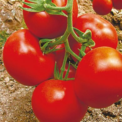 Семена томатов Роксолана безрассадный Агромакси 0,4 г 11.1345 фото