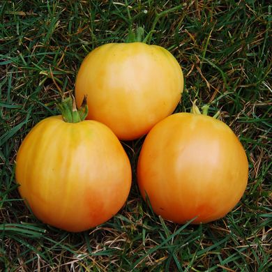 Насіння томатів Ананасний 0,1 г 11.2153 фото