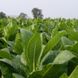 Семена табака Гавана Агромакси 0,1 г