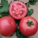 Насіння томатів ВП-1 F1 Алезі Vilmorin Садиба Центр 8 шт