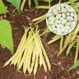 Семена фасоли спаржевая желтая Корона кустовая Gl Seeds 15 г - купить | Good Harvest