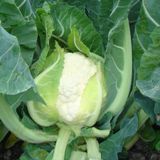 Семена капусты Наутилус F1 цветная Clause 20 шт - купить | Good Harvest