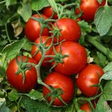 Насіння томатів Чіблі F1 Syngenta Садиба 20 шт - купить | Good Harvest