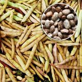Семена фасоли на зерно Перепелочка кустовая Яскрава 20 г - купить | Good Harvest