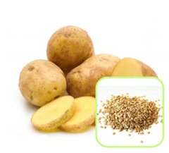 Семена картофеля Милена 0,02 г 11.1029 фото