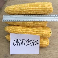 Насіння кукурудзи Оватона F1 Clause суперсолодка 20 шт 11.3008 фото