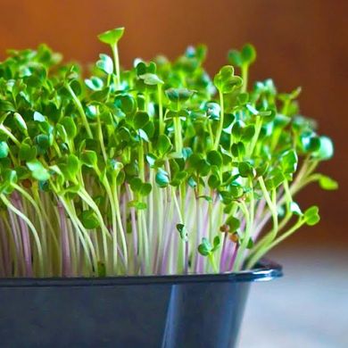 Яскравий Акцент базилік + салат + редька набір для вирощування мікрозелені 19.0316 фото