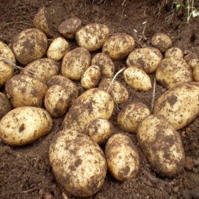 Семена картофеля Милена 0,02 г 11.1029 фото