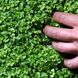 Насіння мікрозелені Базилік зелений 10 г