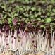 Яскравий Акцент базилік + салат + редька набір для вирощування мікрозелені