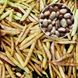 Семена фасоли на зерно Перепелочка кустовая Яскрава 20 г