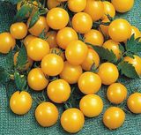 Семена томатов Оля F1 Legutko Агропакгруп 0,2 г - купить | Good Harvest
