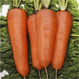Насіння моркви Курода Шантане United Genetics Профсемена 1 г - купити | Good Harvest