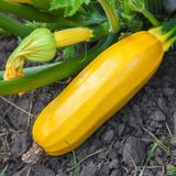 Семена кабачков Атена Полька F1 GL Seeds 5 шт - купить | Good Harvest