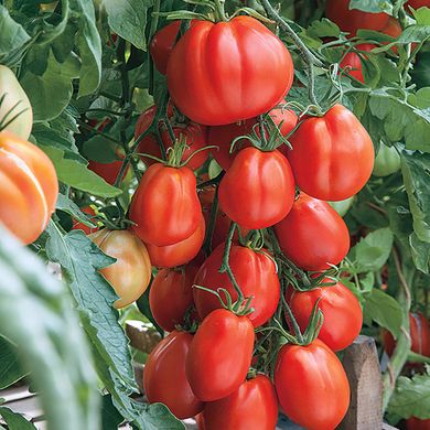 Семена томатов Этуаль 0,1 г 11.2488 фото