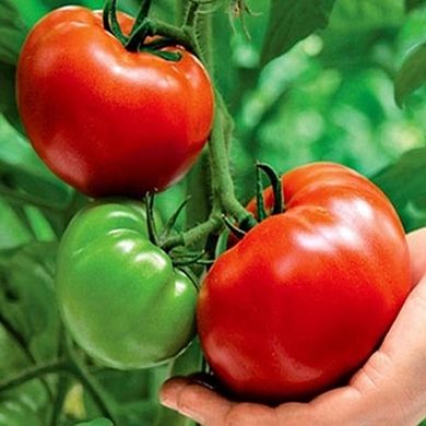 Семена томатов Гордость Востока безрассадный Агромакси 0,4 г 11.1317 фото