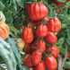 Семена томатов Этуаль 0,1 г