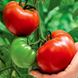 Насіння томатів Гордість Сходу безрозсадний Агромаксі 0,4 г