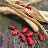 Семена фасоли на зерно Рубиновая Звезда кустовая Яскрава 20 г - купить | Good Harvest