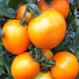 Насіння томатів Персик Яскрава 0,1 г - купить | Good Harvest