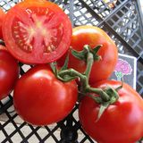 Насіння томатів Загадка 0,1 г - купить | Good Harvest